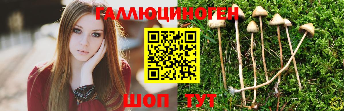 Псилоцибиновые грибы Cubensis Елизово